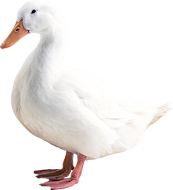 FRENCH BARBARIE WHITE DUCK DOWN