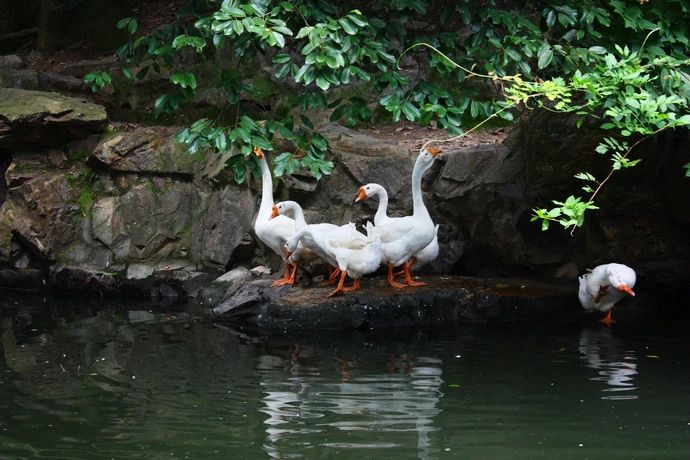 ZHE DONG WHITE GOOSE DOWN