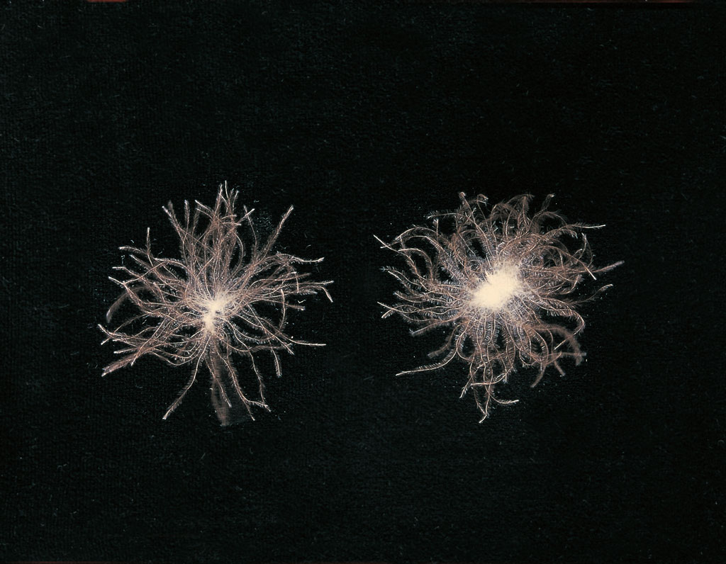 Colored Feather & Down