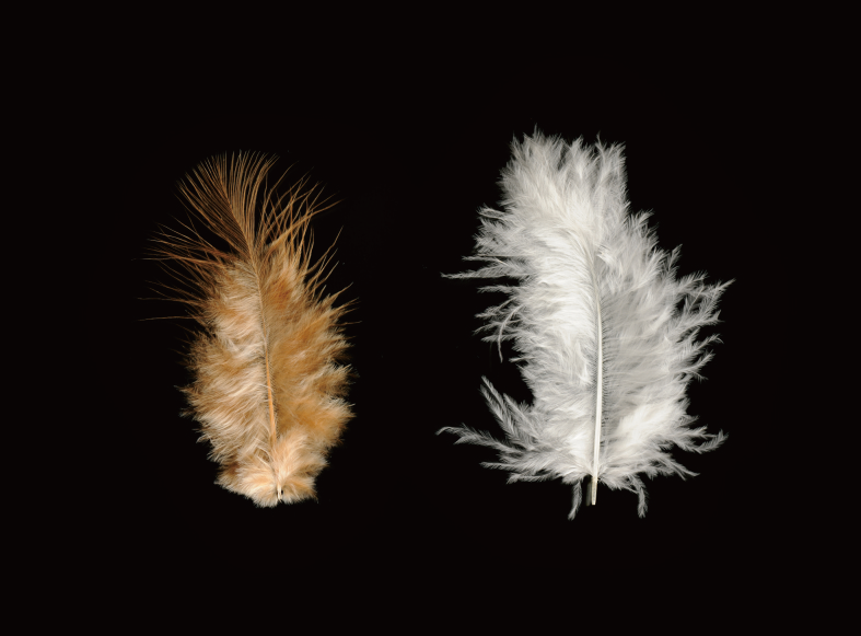 Land Fowl Feather 