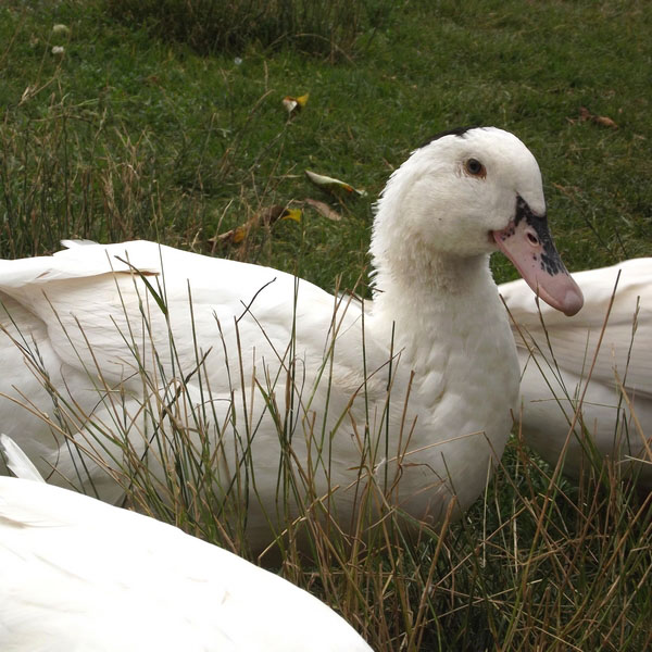 西班牙纳瓦尔®白鸭