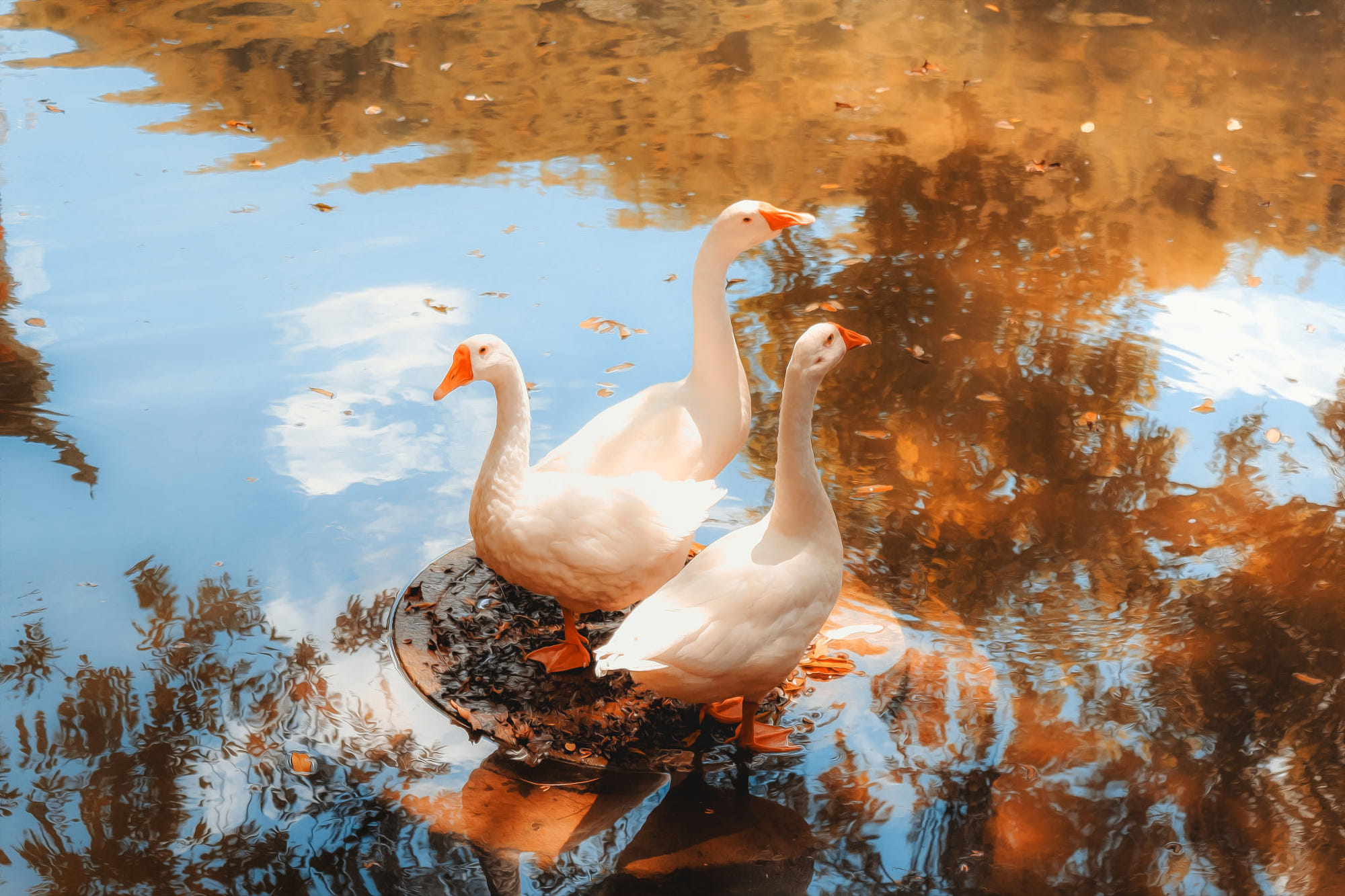 SONGHUARIVER WHITE GOOSE DOWN