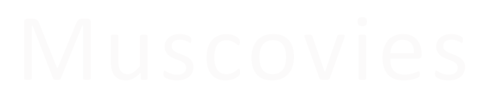 CHINESE MUSCOVY WHITE DUCK DOWN