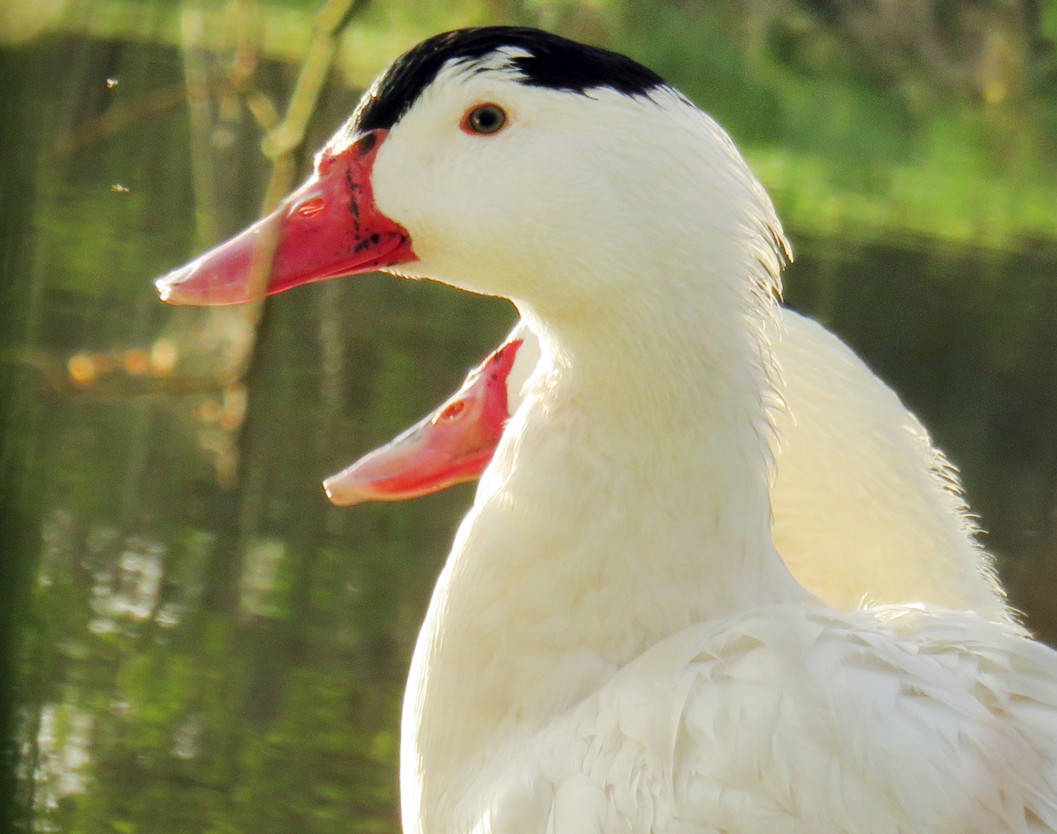 PYRENEES MULARD WHITE DUCK DOWN