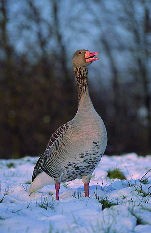 SIBERIAN GREY GOOSE DOWN