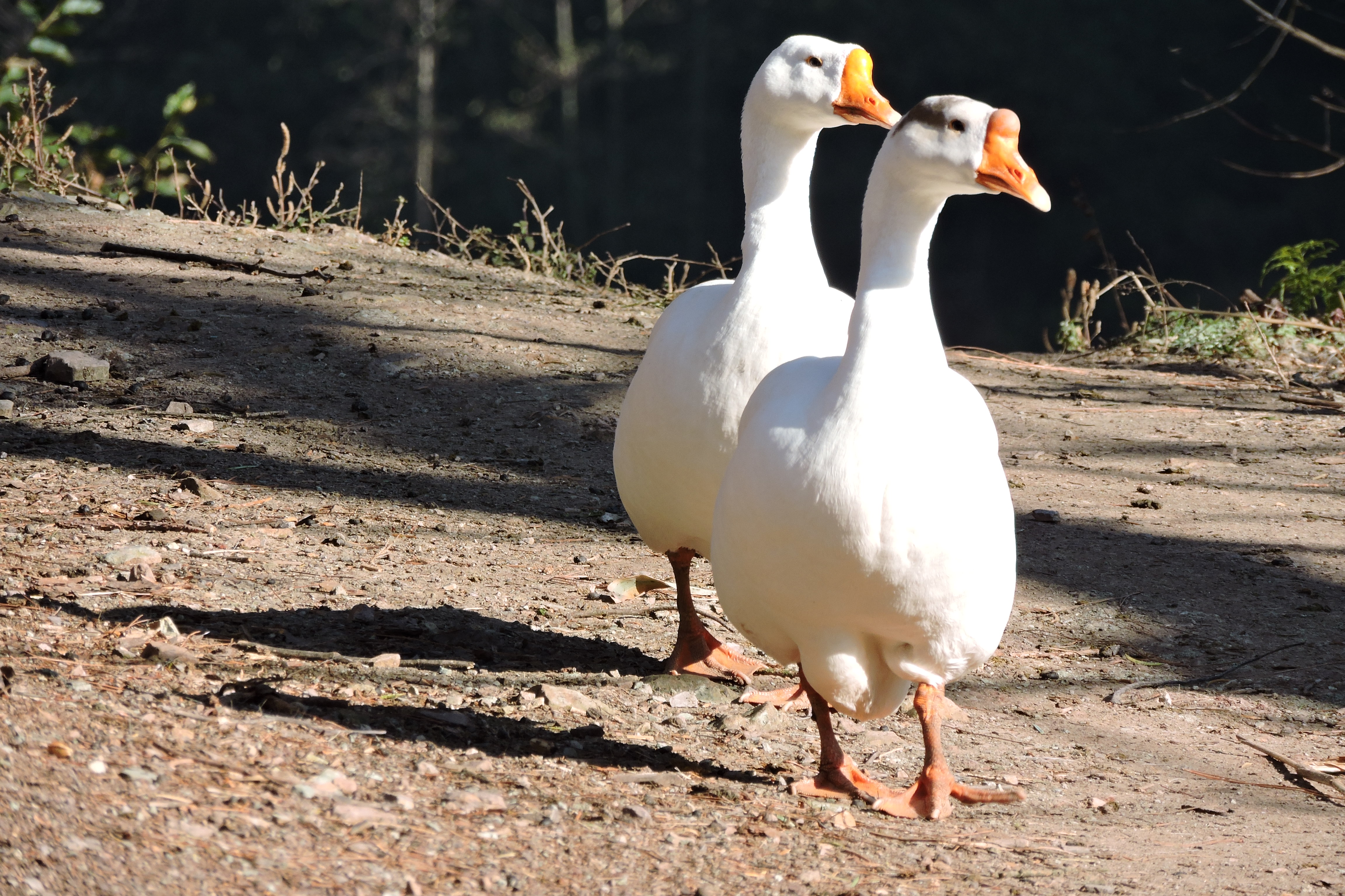 LION HEAD® WHITE GOOSE DOWN